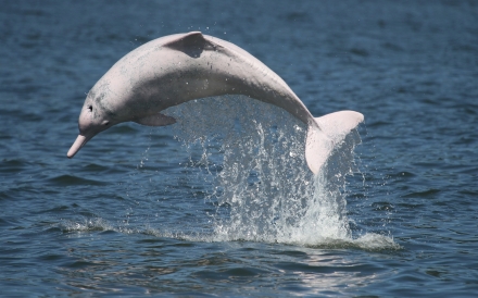 珠江口白海豚保护区观测工程